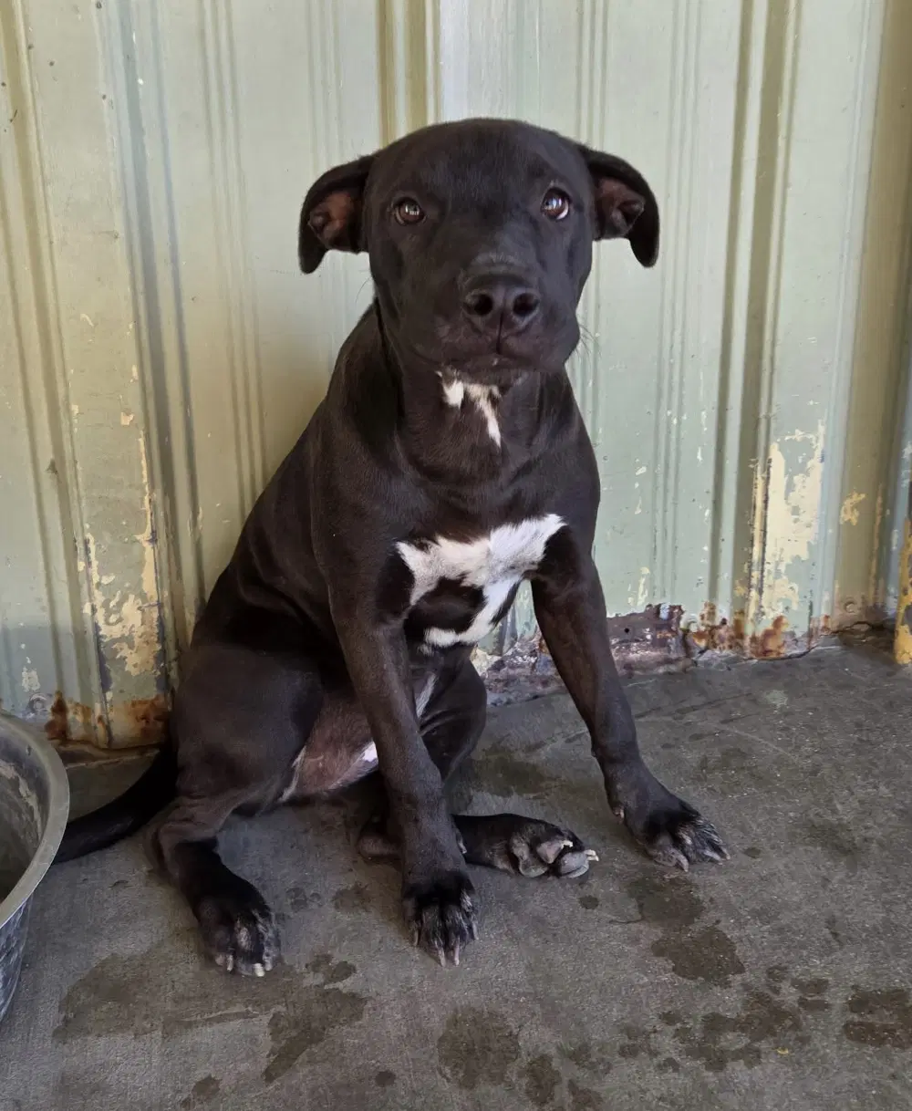 Ida image 3