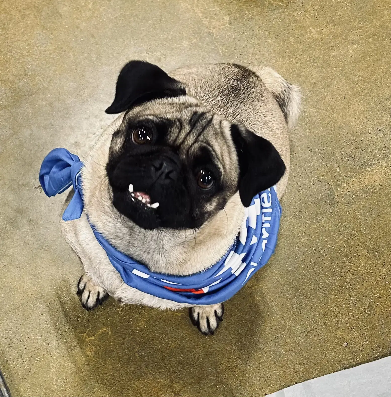 Demi - Pug