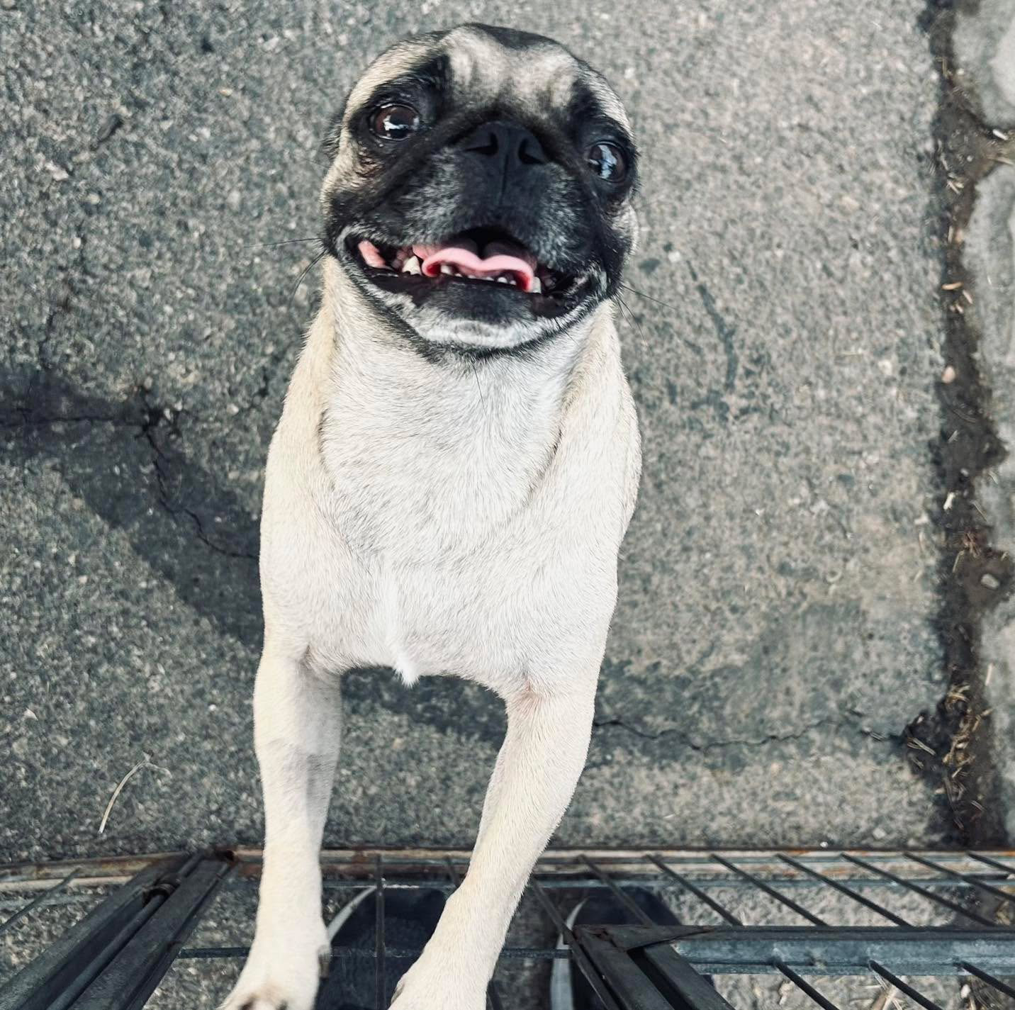 Maximo