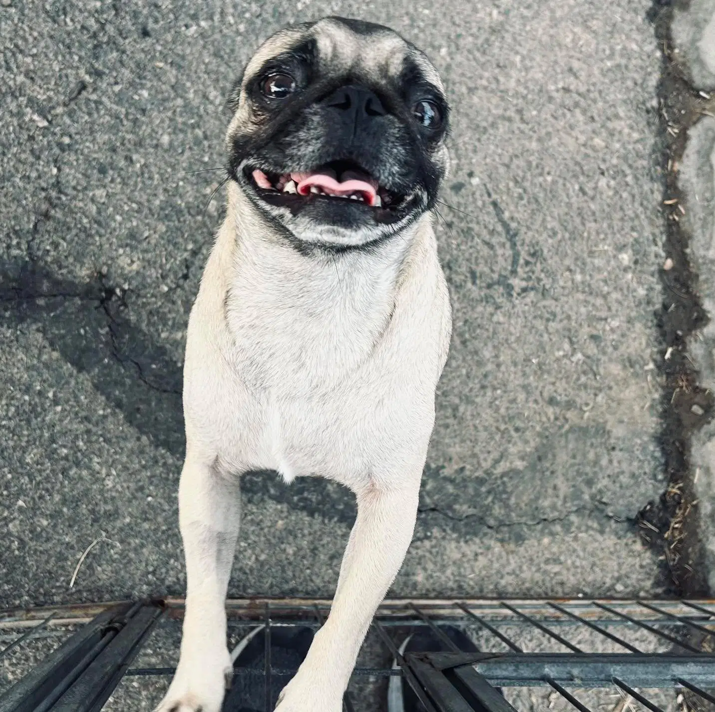 Maximo - Pug