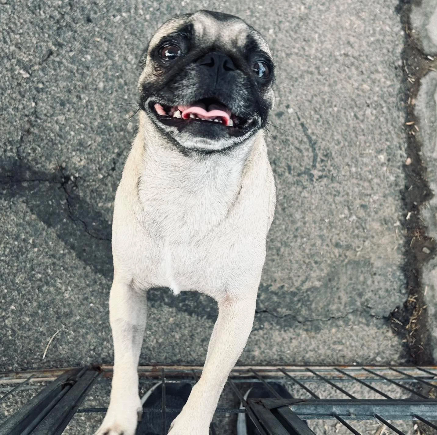 Maximo