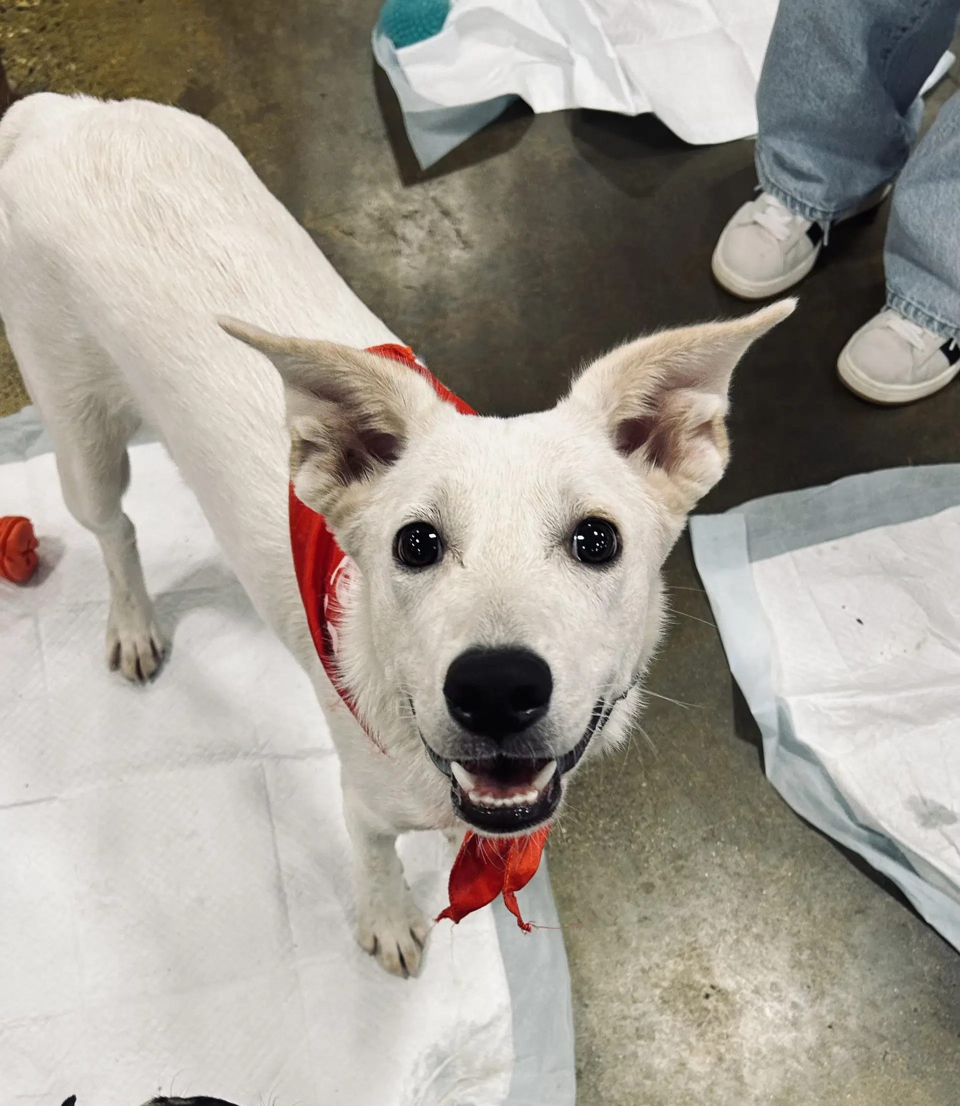 Bingo - Queensland Heeler