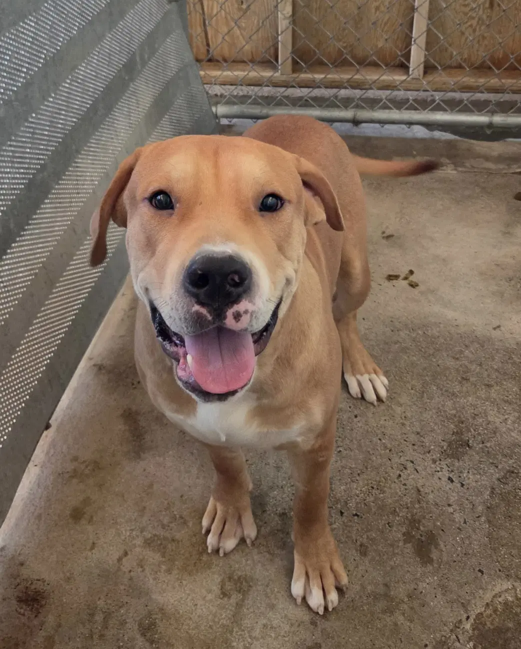 Waddles - Pit Bull Terrier