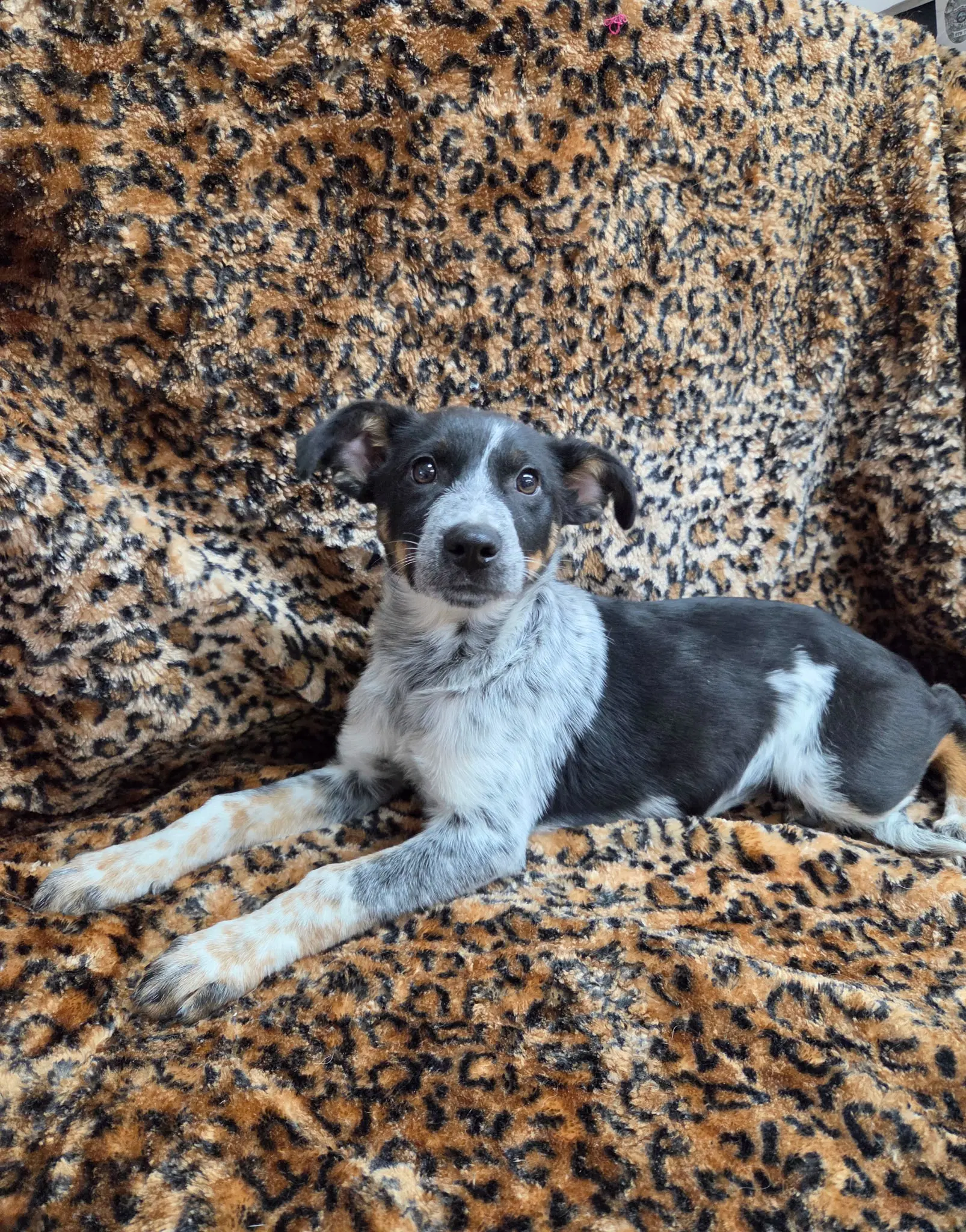 Clementine - Queensland Heeler