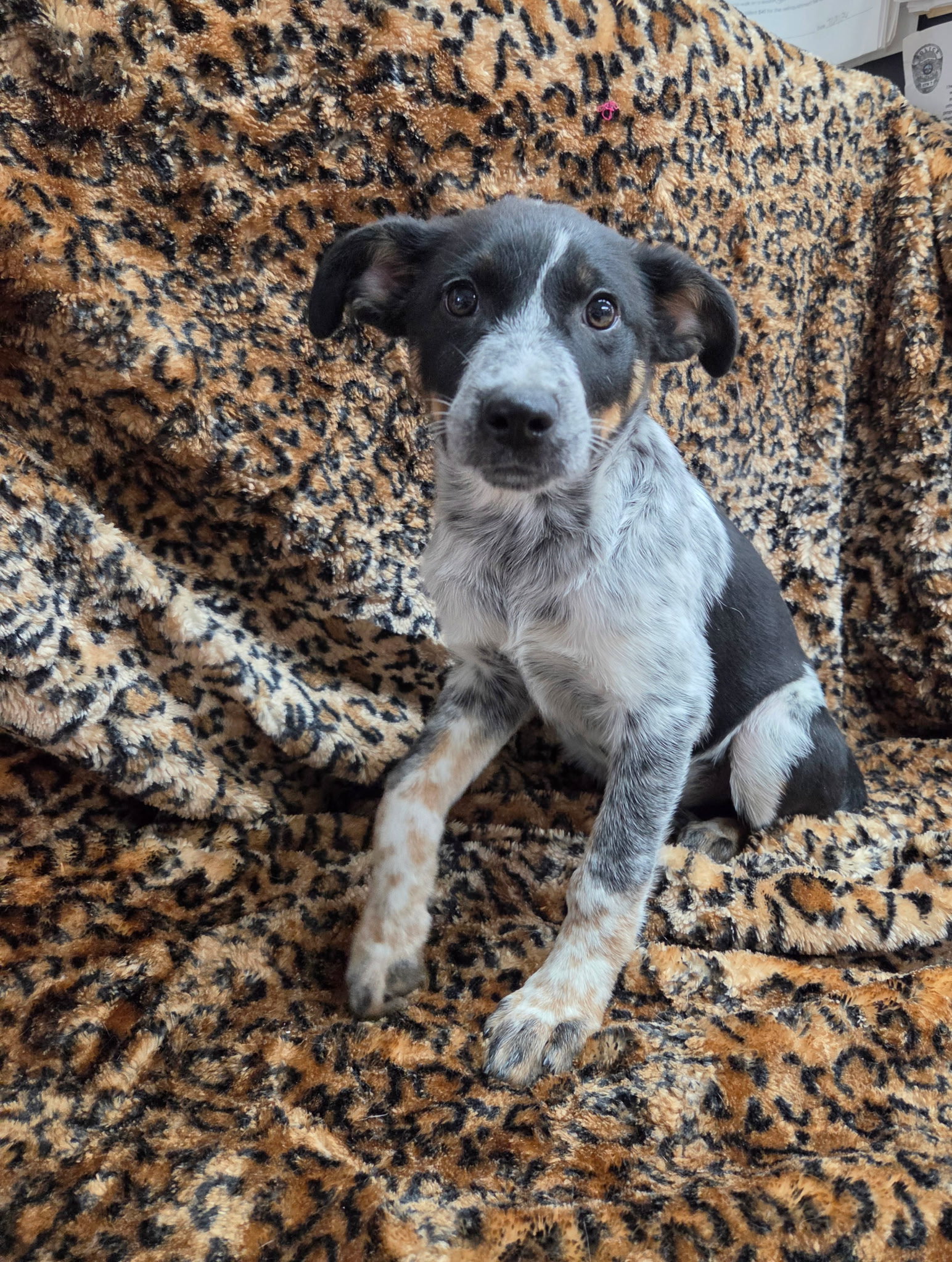 Clementine, photo 2