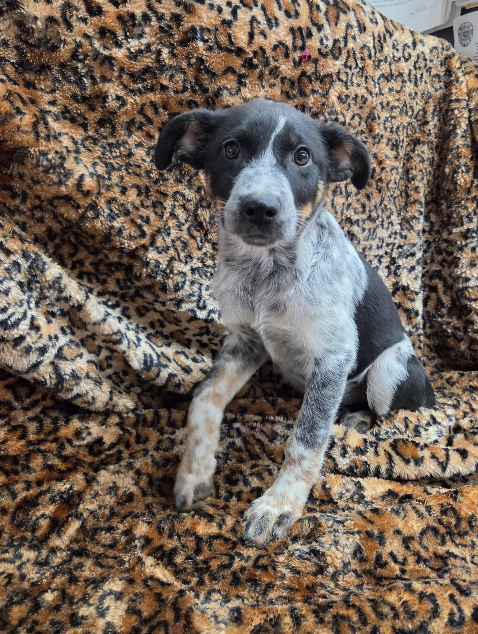Clementine image 2
