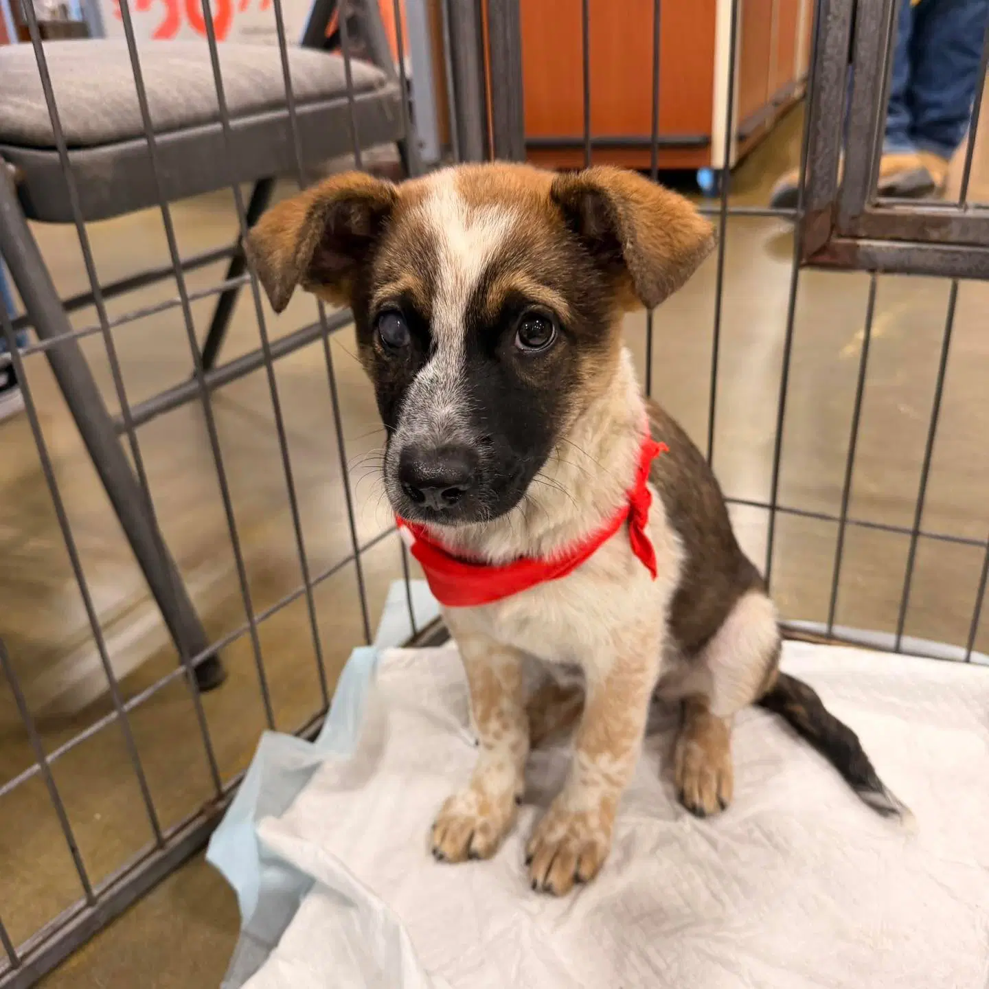 Carly - Queensland Heeler