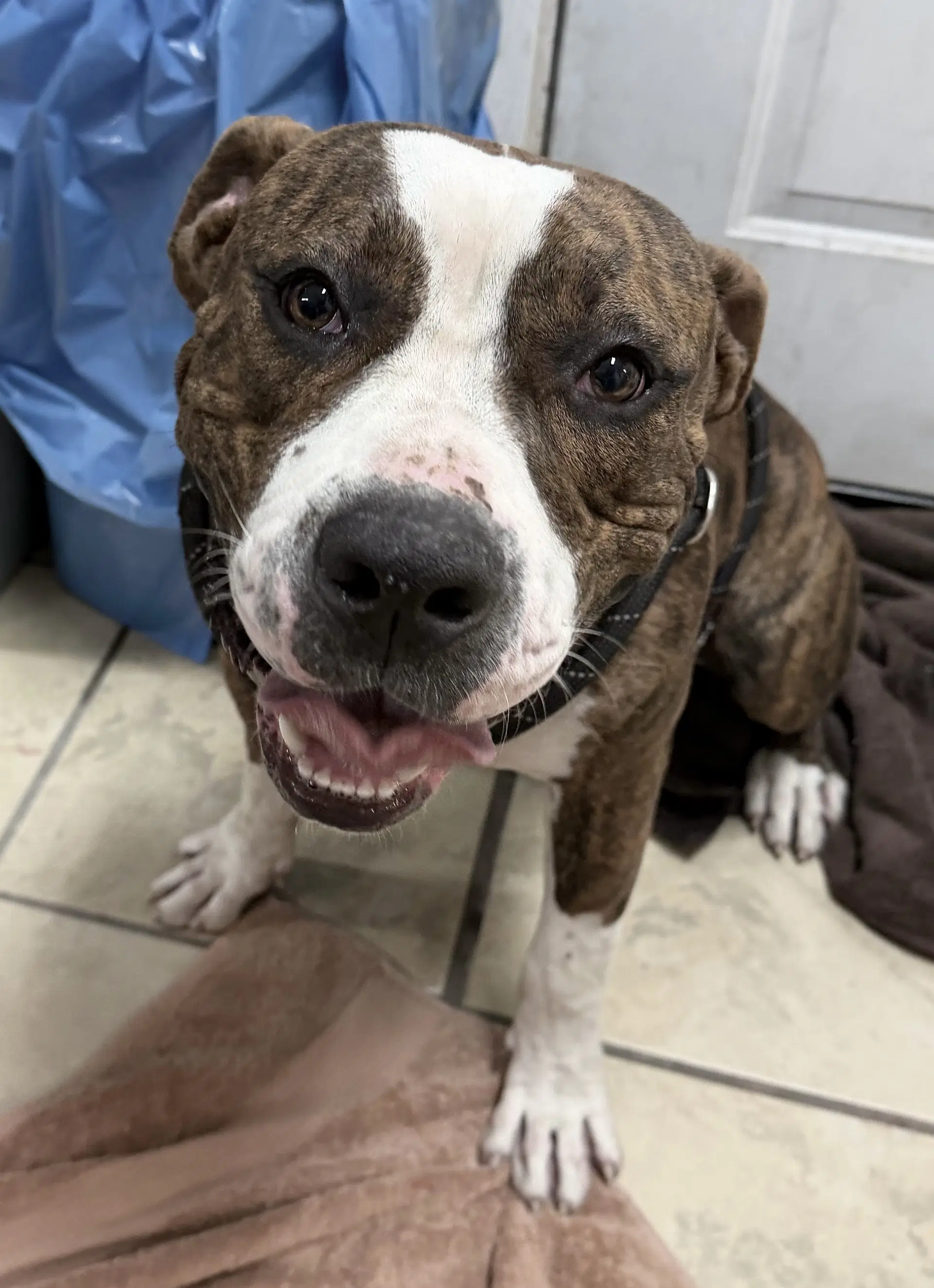 Raja - Pit Bull Terrier