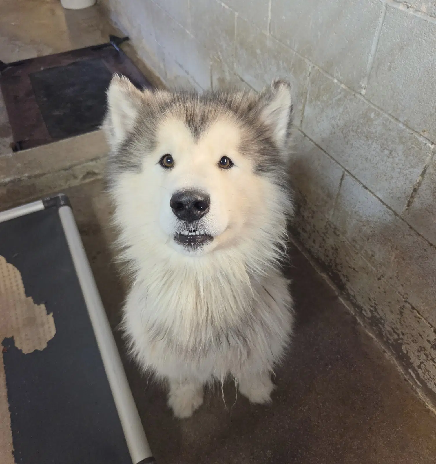 Charles - Alaskan Malamute