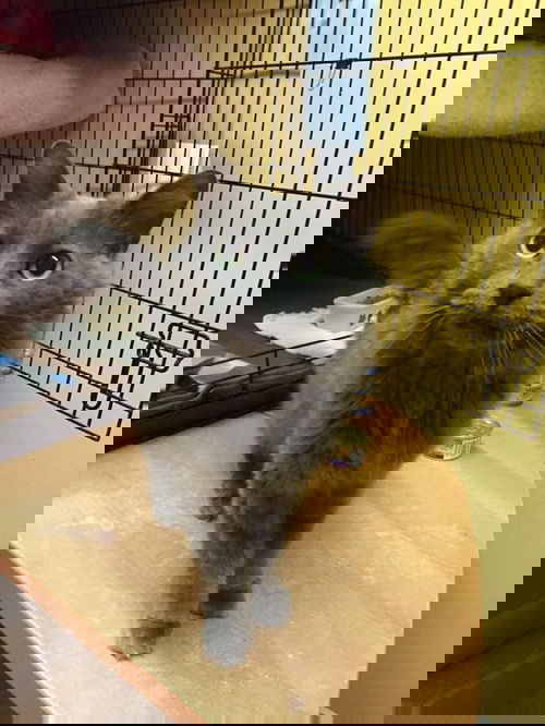 Ashes