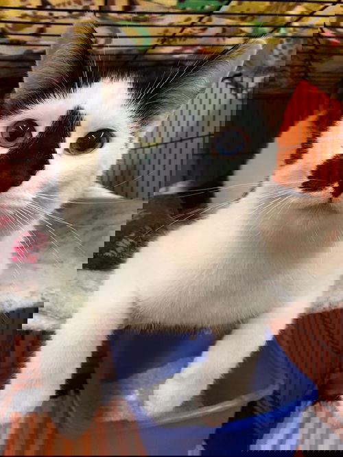 Blaze