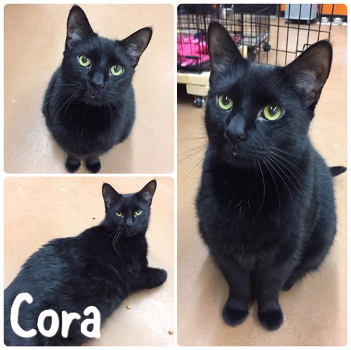 Cora