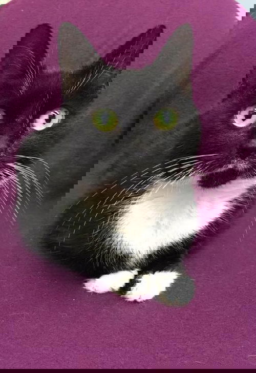 Dolly Pawton