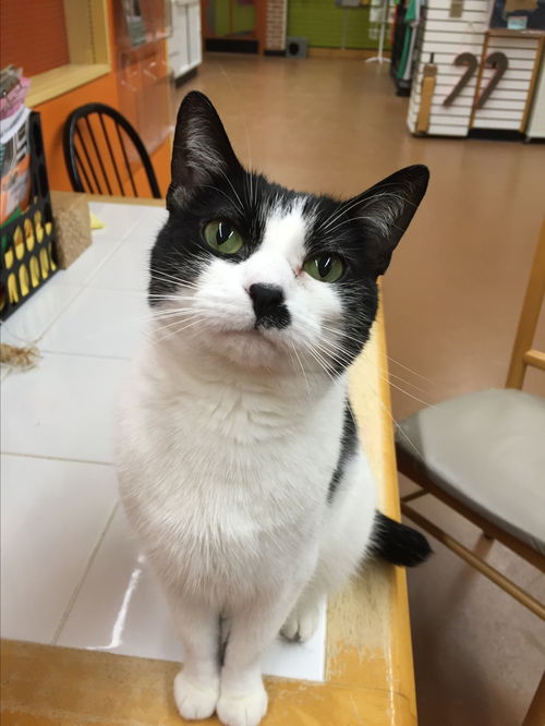 Dottie
