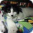 Dottie