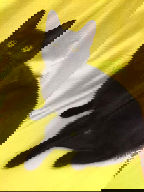 Edgar