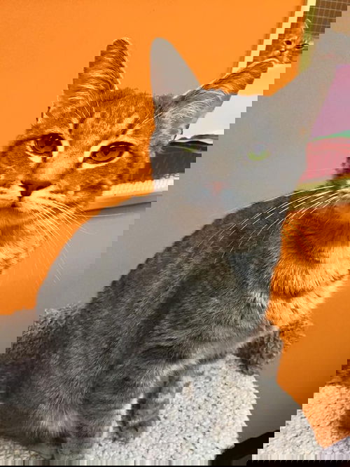 Evan