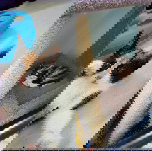 Georgia