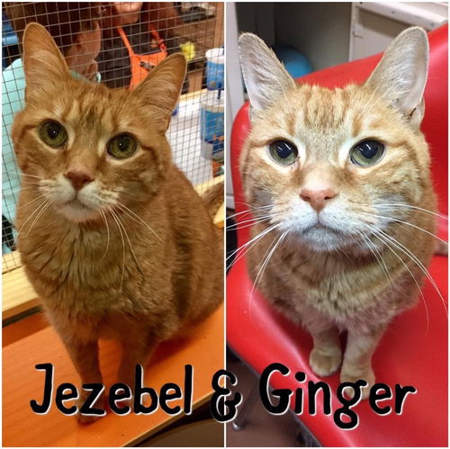 Ginger & Jezebel