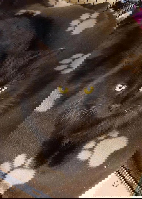 Golden Eyes