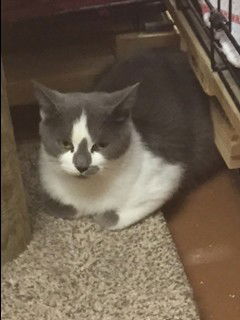 Kiki