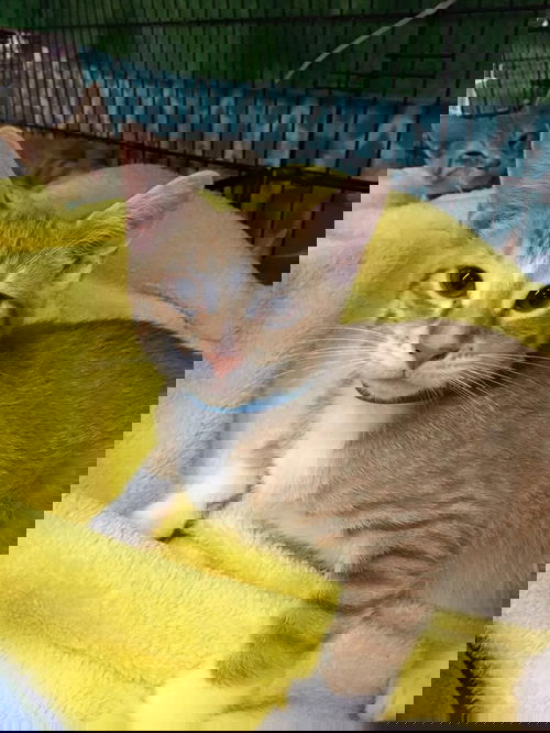 Lorenzo
