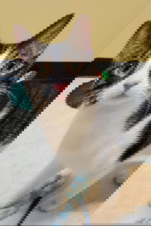 Maximus