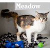 Meadow