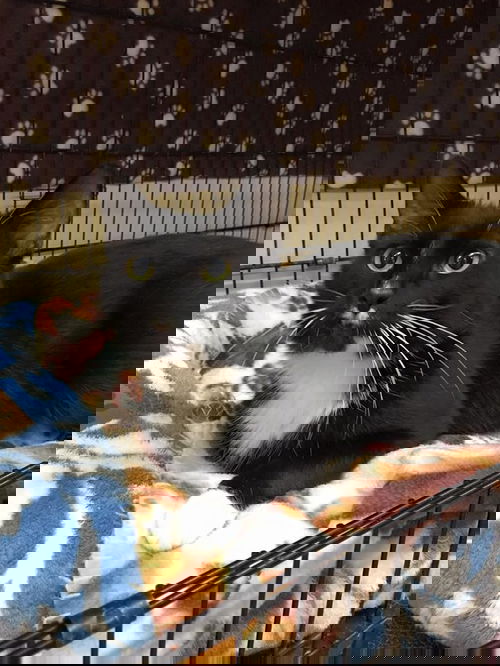 Sam 2