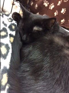 Sheba