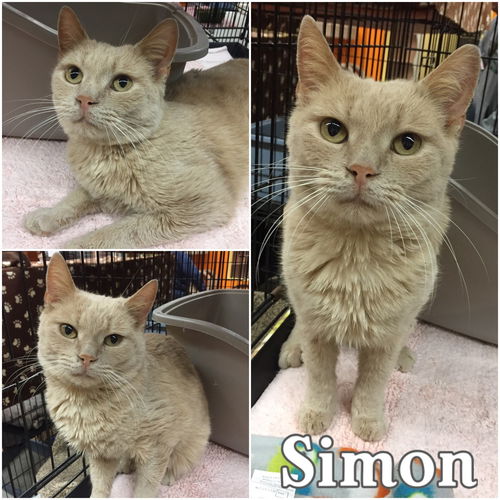 Simon