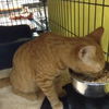 Tigger