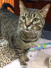 Gilbert