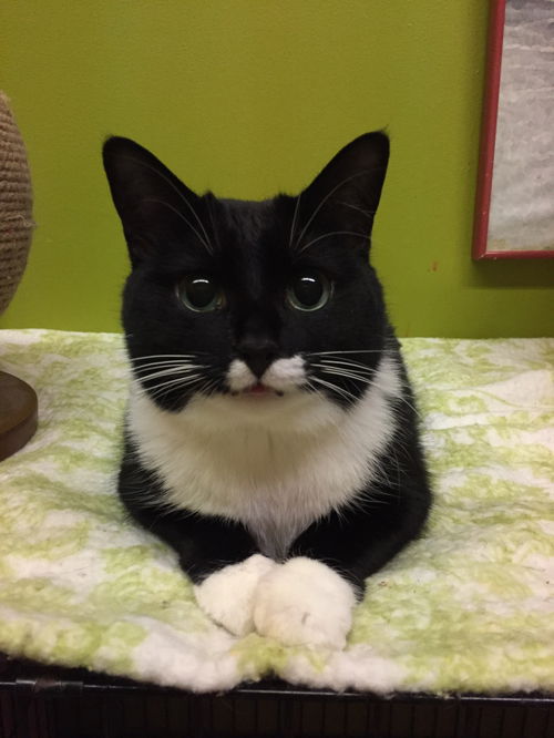 Miss Paw
