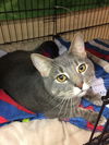 Spunky (bonded with Gizmo)