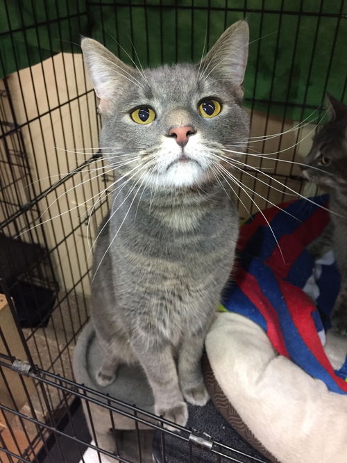 Gizmo (bonded with Spunky)