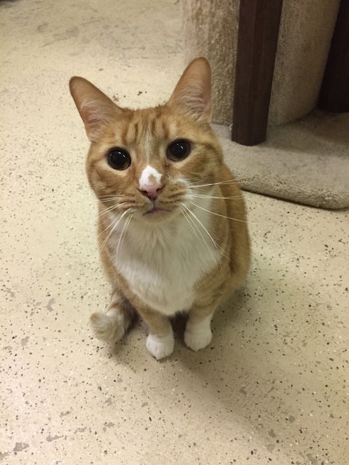 Chico (bonded with Chester)