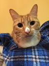 Chico (bonded with Chester)