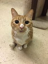 Chico (bonded with Chester)