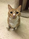 Chico (bonded with Chester)