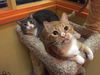 Chester (bonded with Chico)
