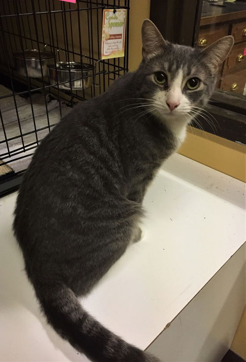 Chester (bonded with Chico)