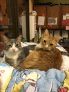 Chester (bonded with Chico)