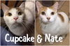 Cupcake (bonded with Nate)