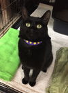 Miss Kitty