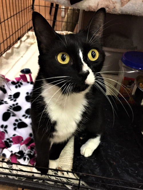 Tux