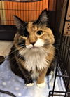 Clarabelle