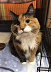 Clarabelle