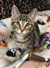 Tiggy