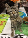 Lemmy (Bonded with Dutchess)